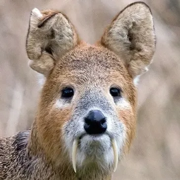 Deer Stalking experience in UK 