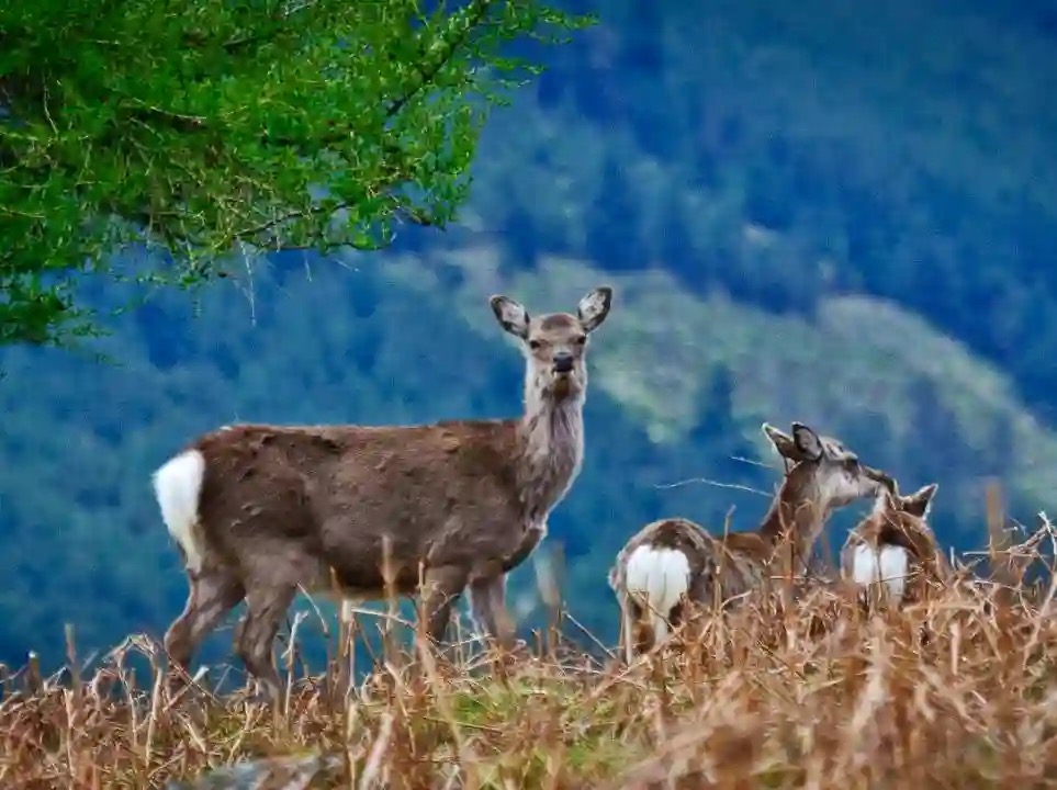 Sika hind package – 3 Hunters (Save €1000)