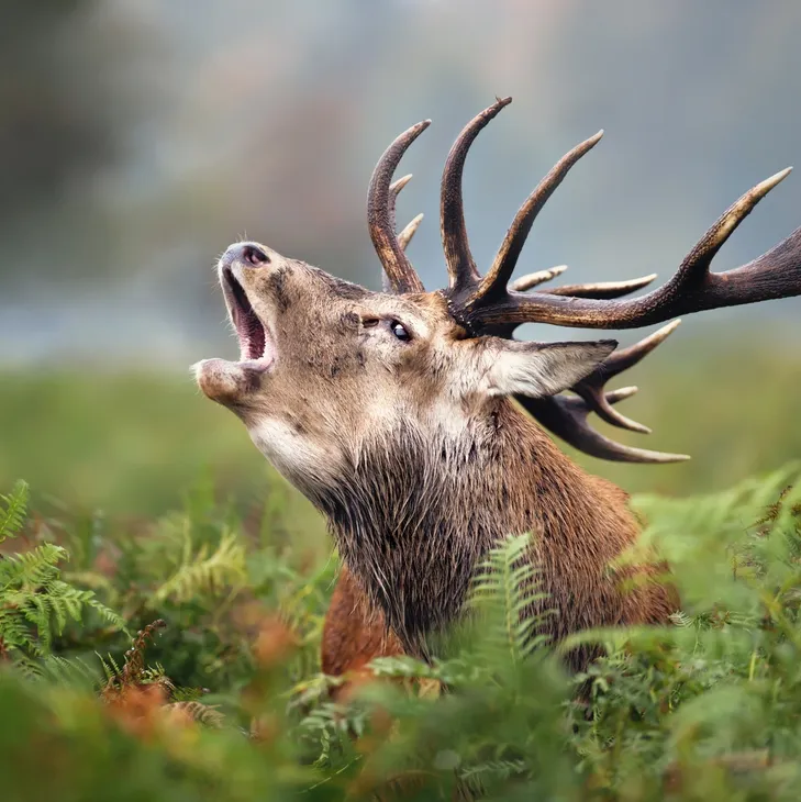 Deer Stalking experience in UK 