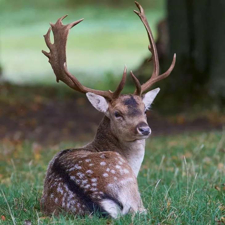 Deer Stalking experience in UK 