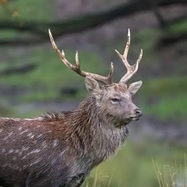 Deer Stalking experience in UK 