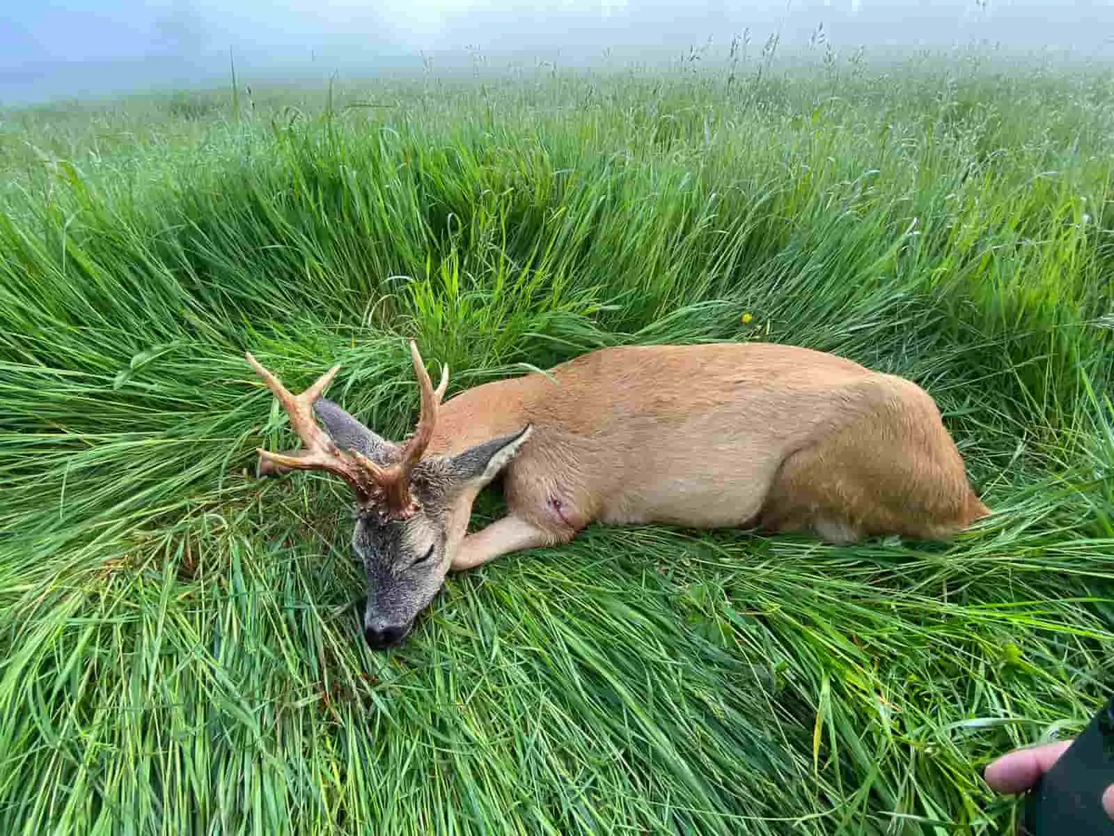 Deer Stalking syndicate