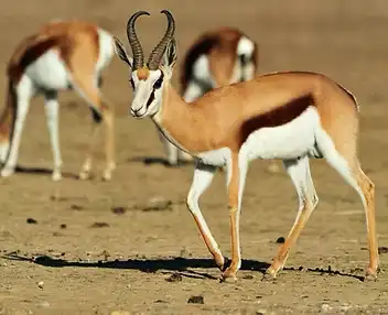 Hunting Safaris in South Africa 