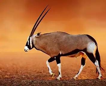 Hunting Safaris in South Africa 