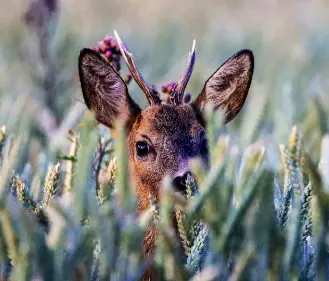 Deer and wildlife watching experience
