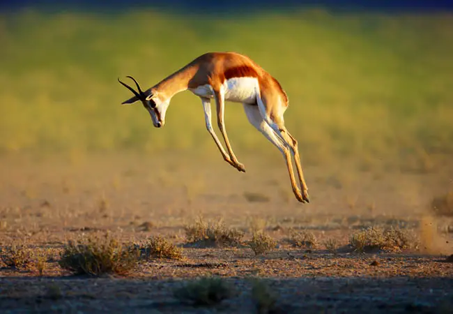 Management Safari - 6 Hunting Days £3,795