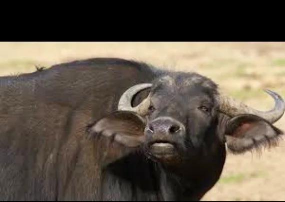 Cape Buffalo Kimberly Northern Cape £8500