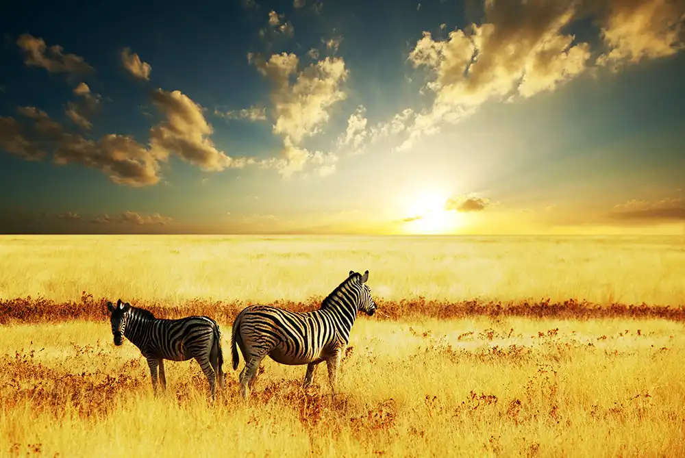 Management Safari – 10 Hunting Days £6,575