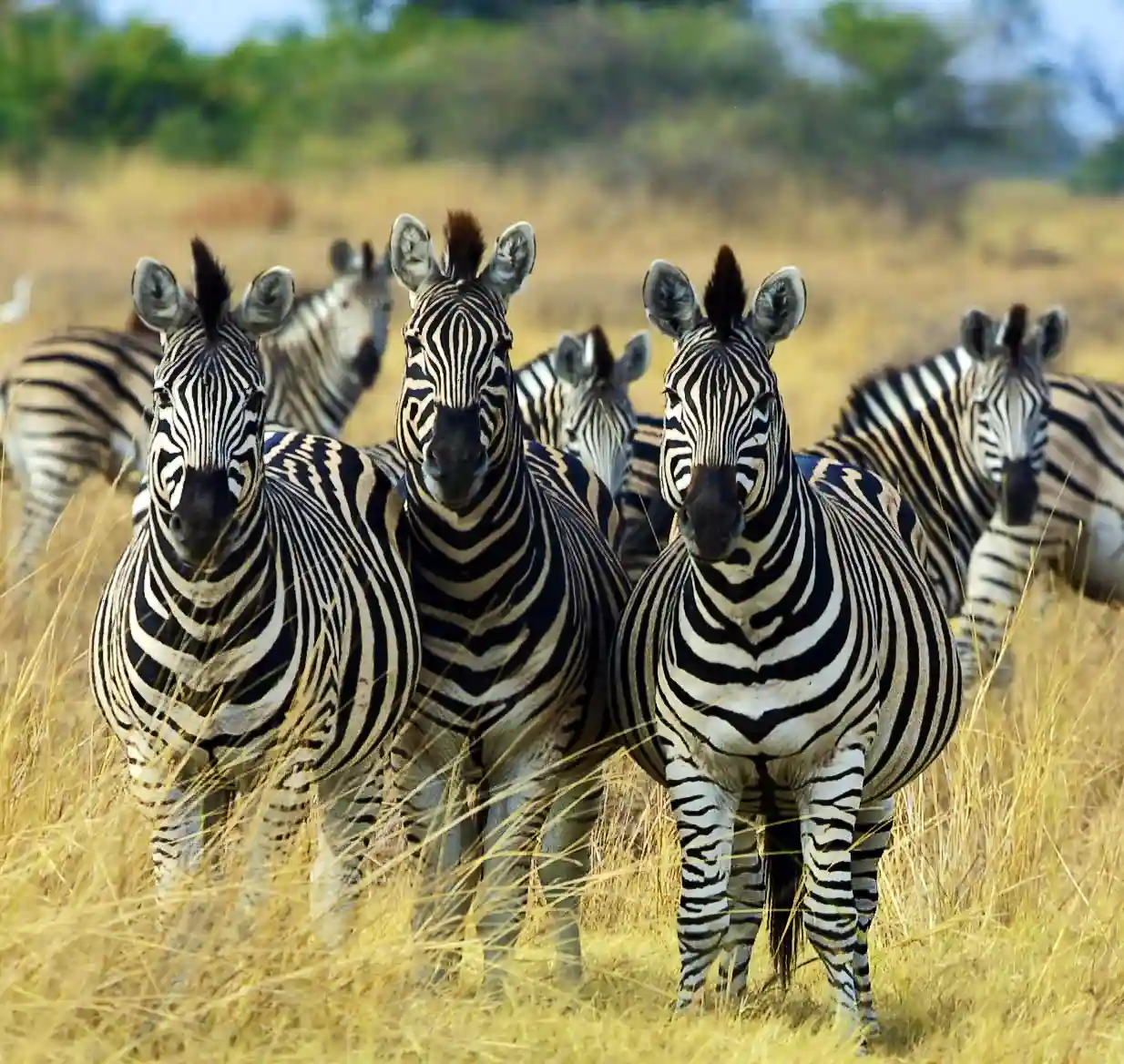 Bow Hunt Safari – 5 Hunting Days £2,950