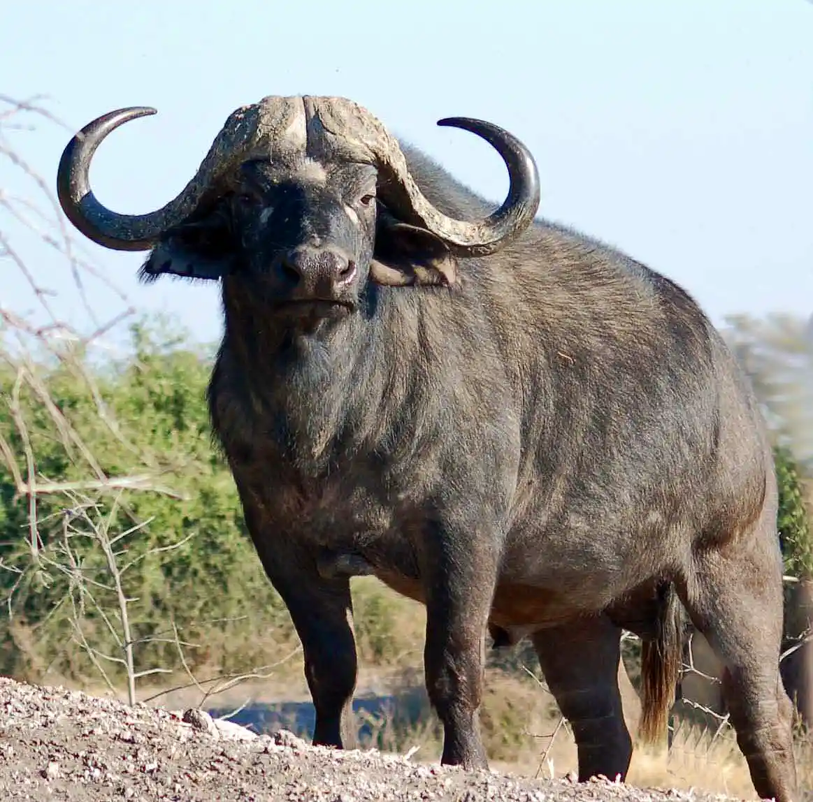 Cape Buffalo Kimberly Northern Cape £8500