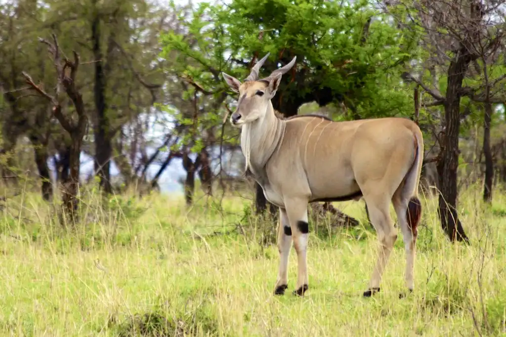 Management Safari – 10 Hunting Days £6,575
