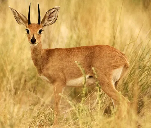Photographic Safari - £2500