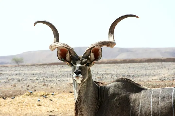 Photographic Safari - £2500
