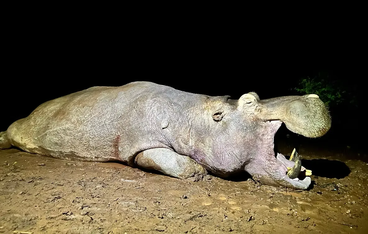 Limpopo big game safaris