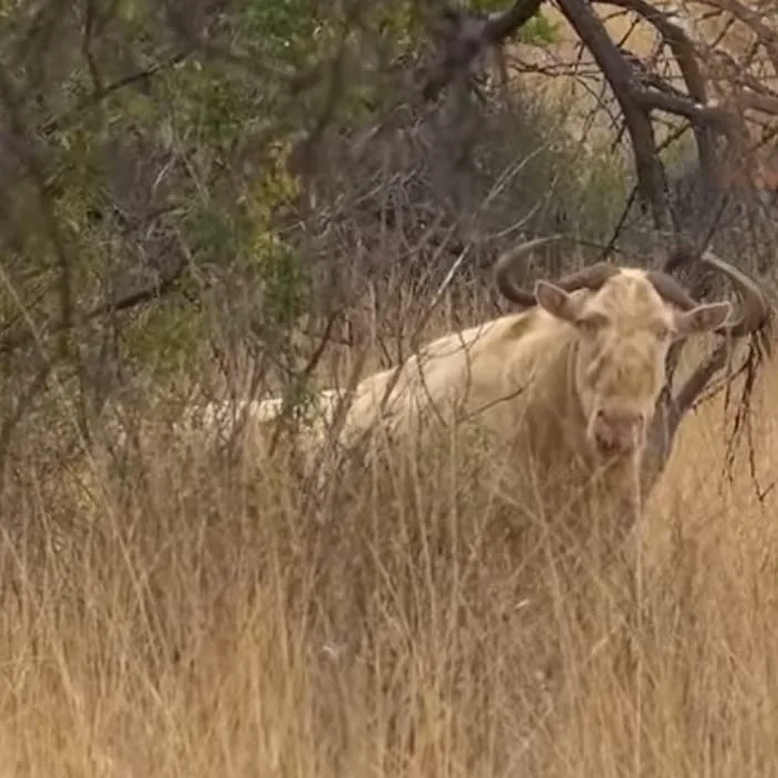Hunting Experience in the Kalahari Desert