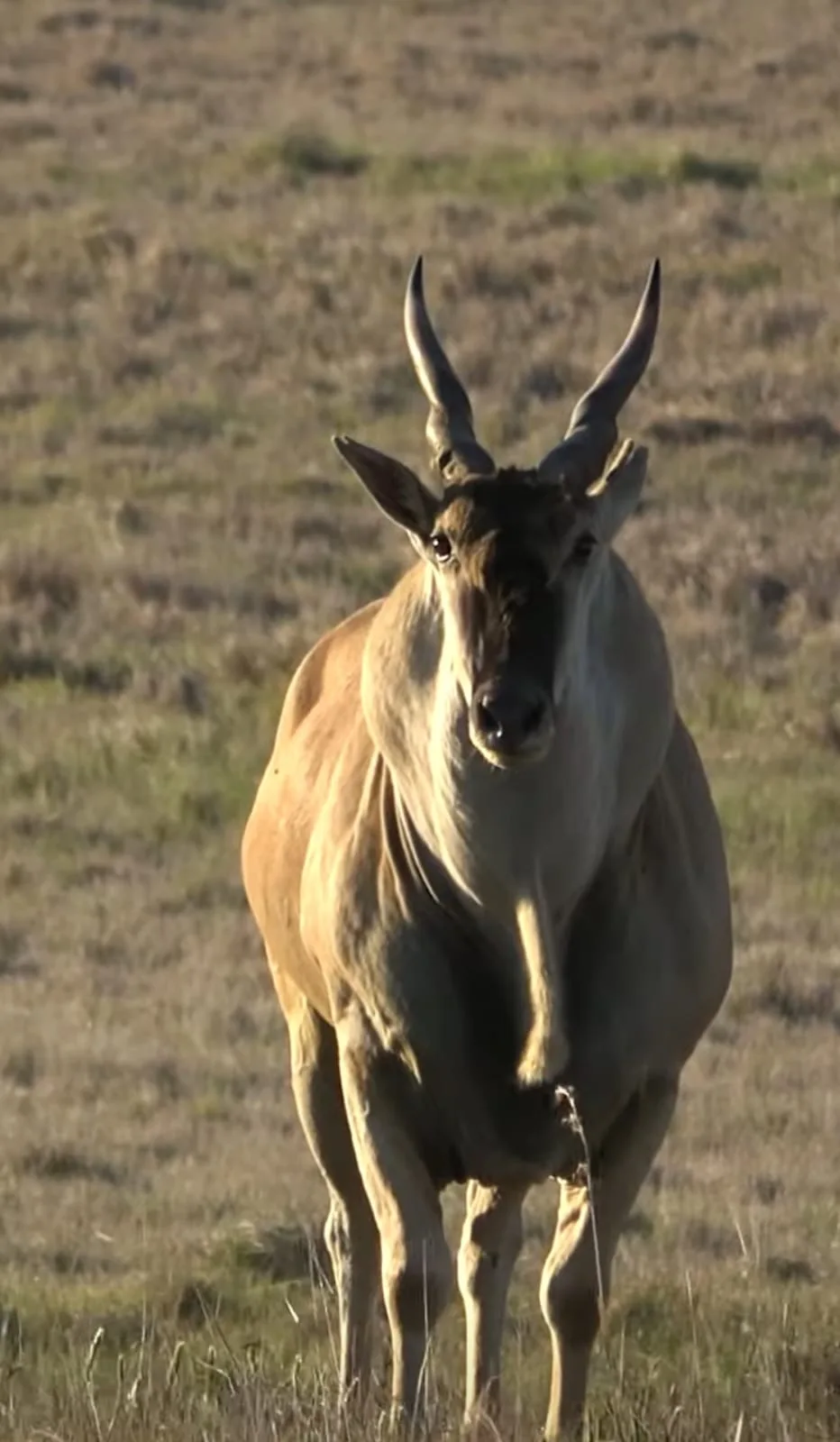 Hunting Experience in the Kalahari Desert