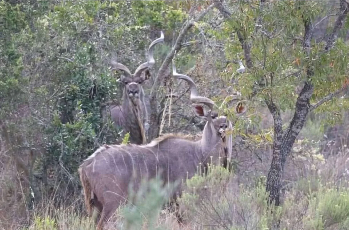 Hunting Experience in the Kalahari Desert