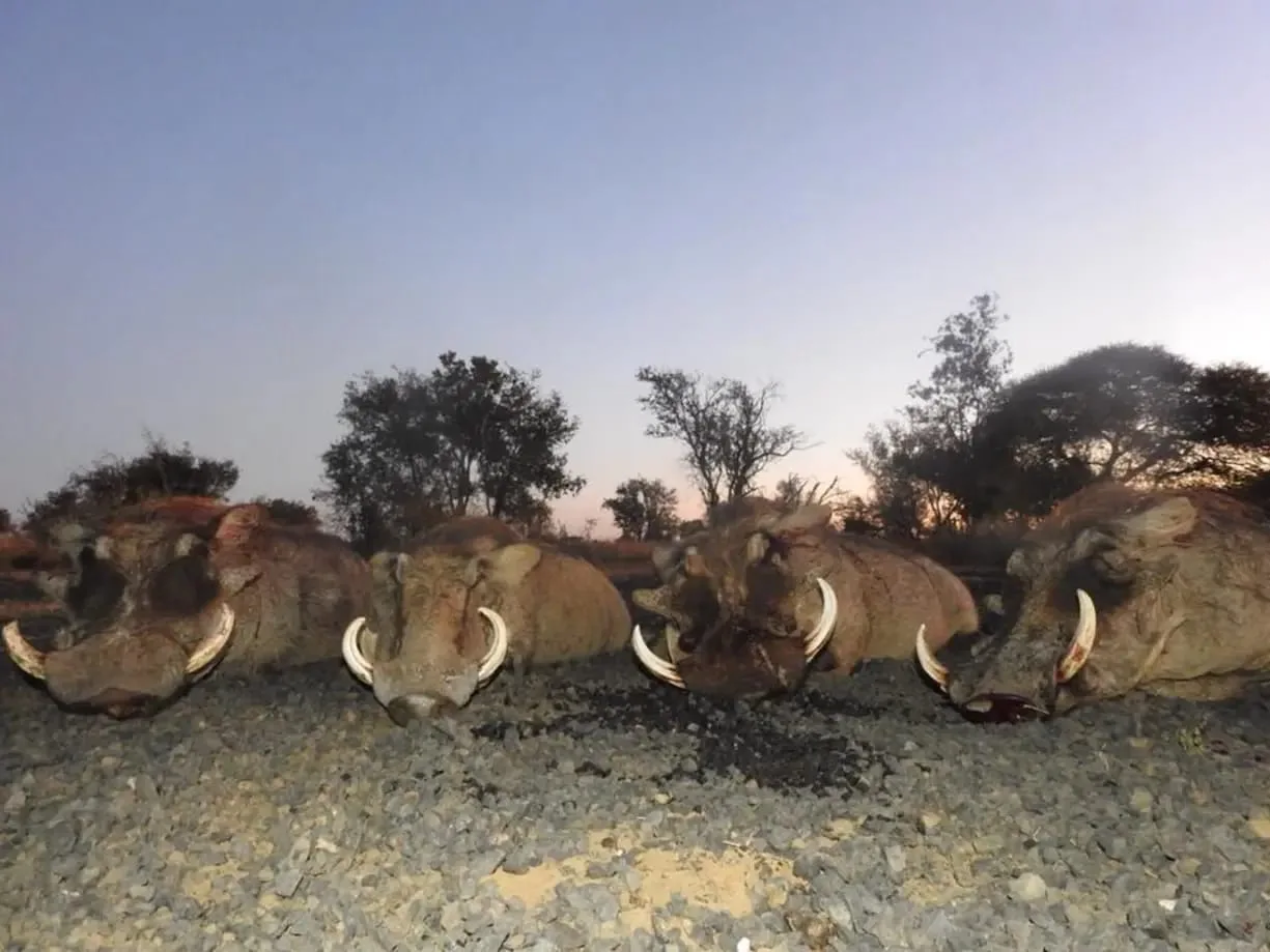 Hunting Experience in the Kalahari Desert