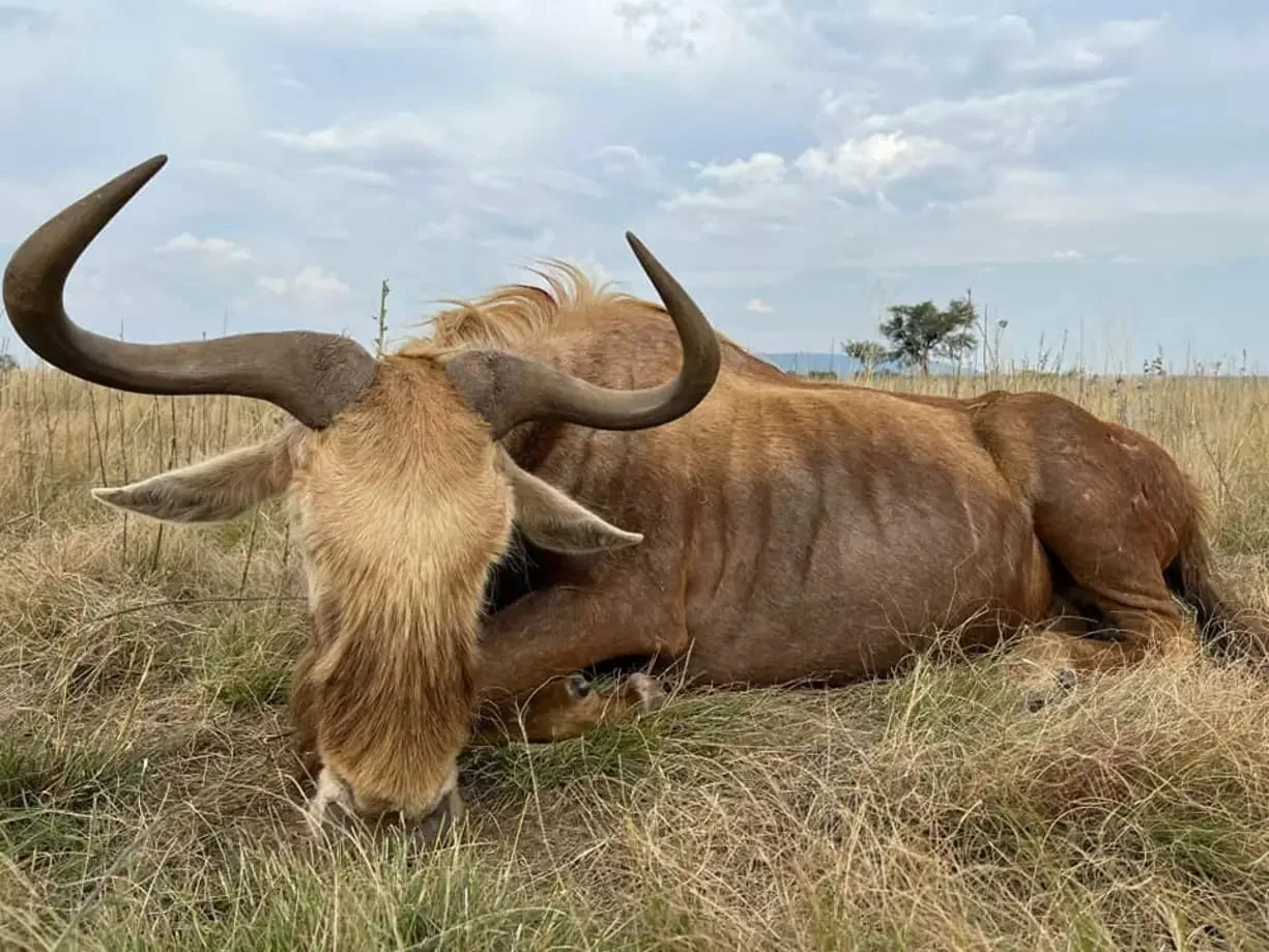 Hunting Experience in the Kalahari Desert