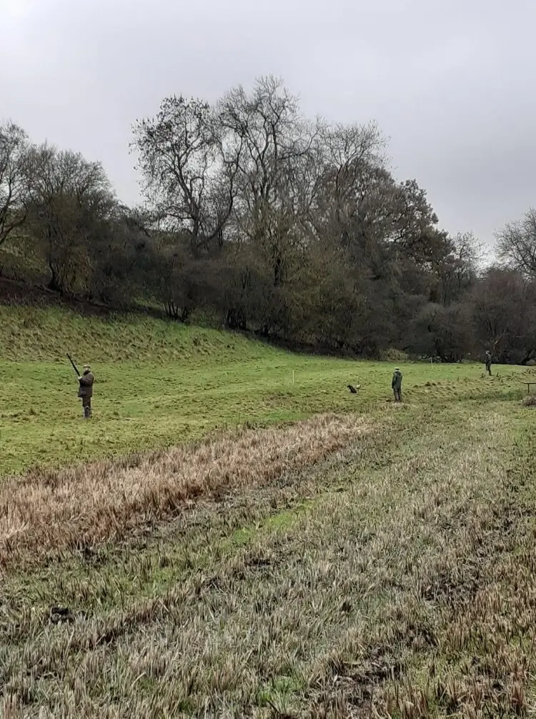 Partridge shooting in Kent