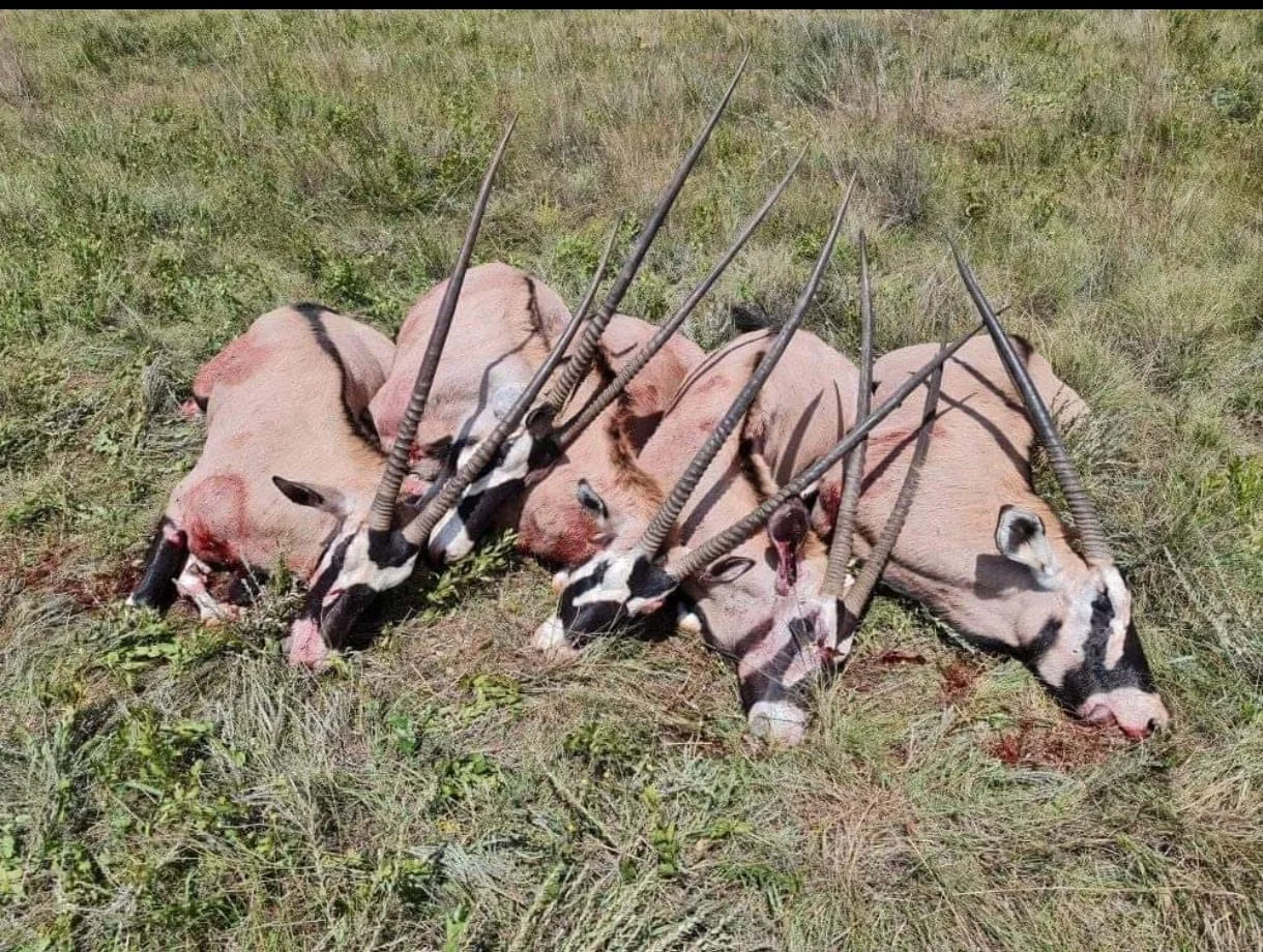 Hunting Experience in the Kalahari Desert