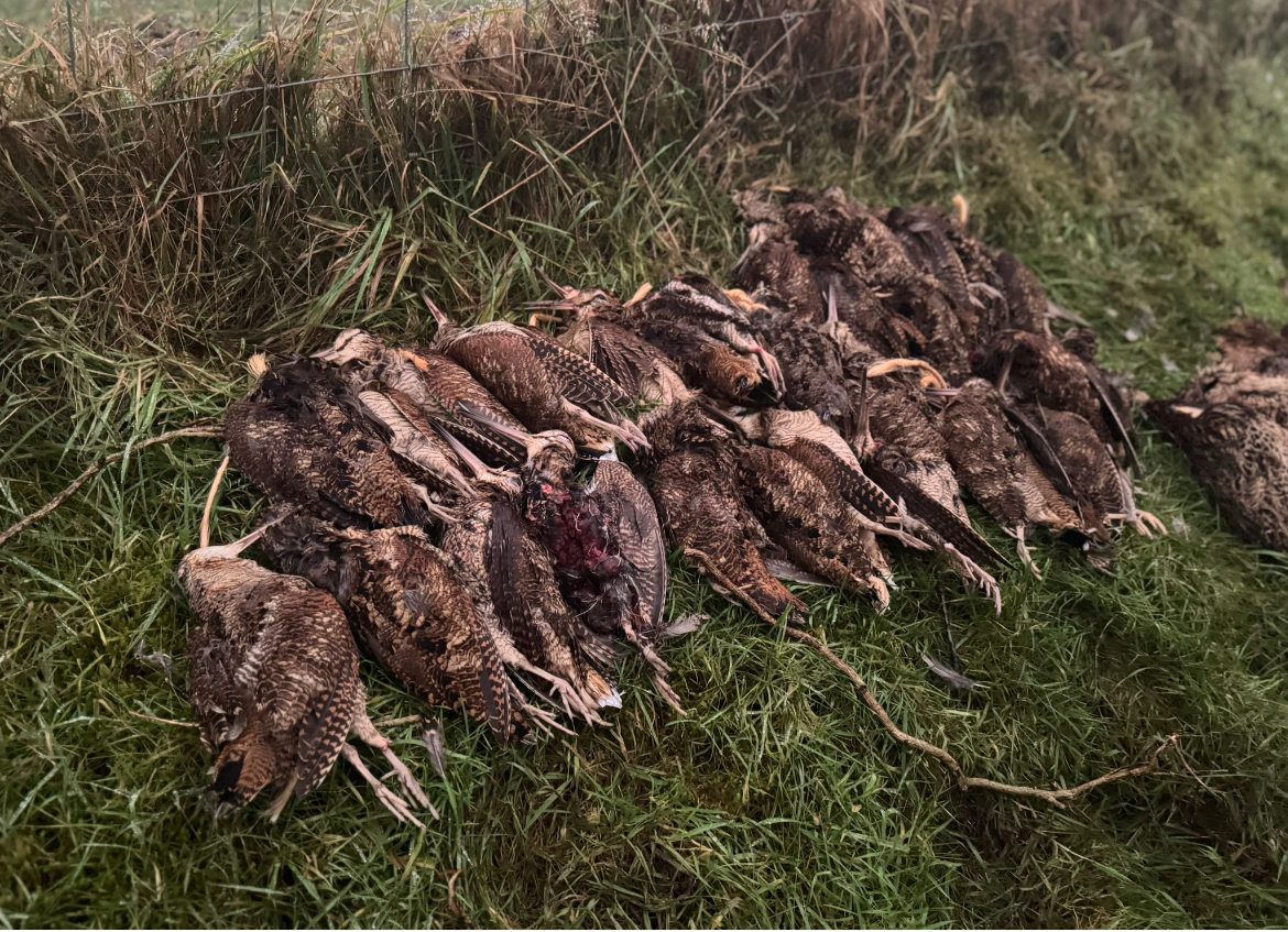 Scrofa hunting