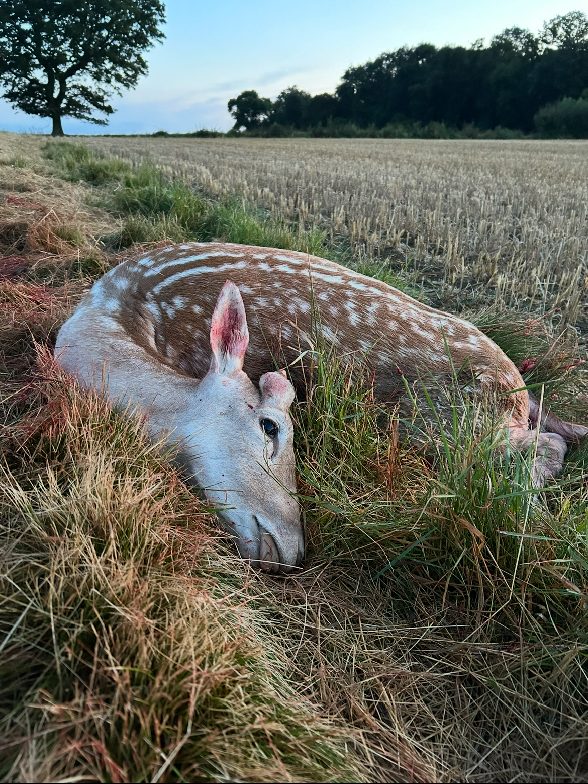 Scrofa hunting