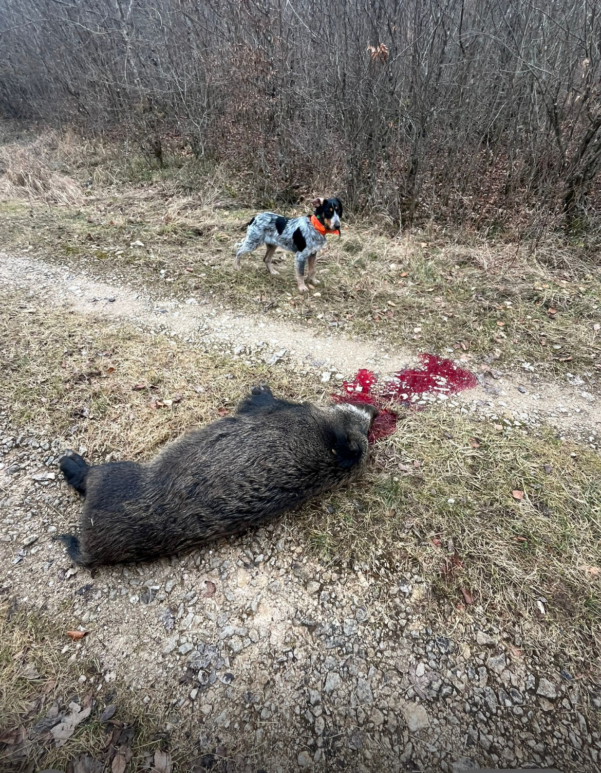 scrofa hunting