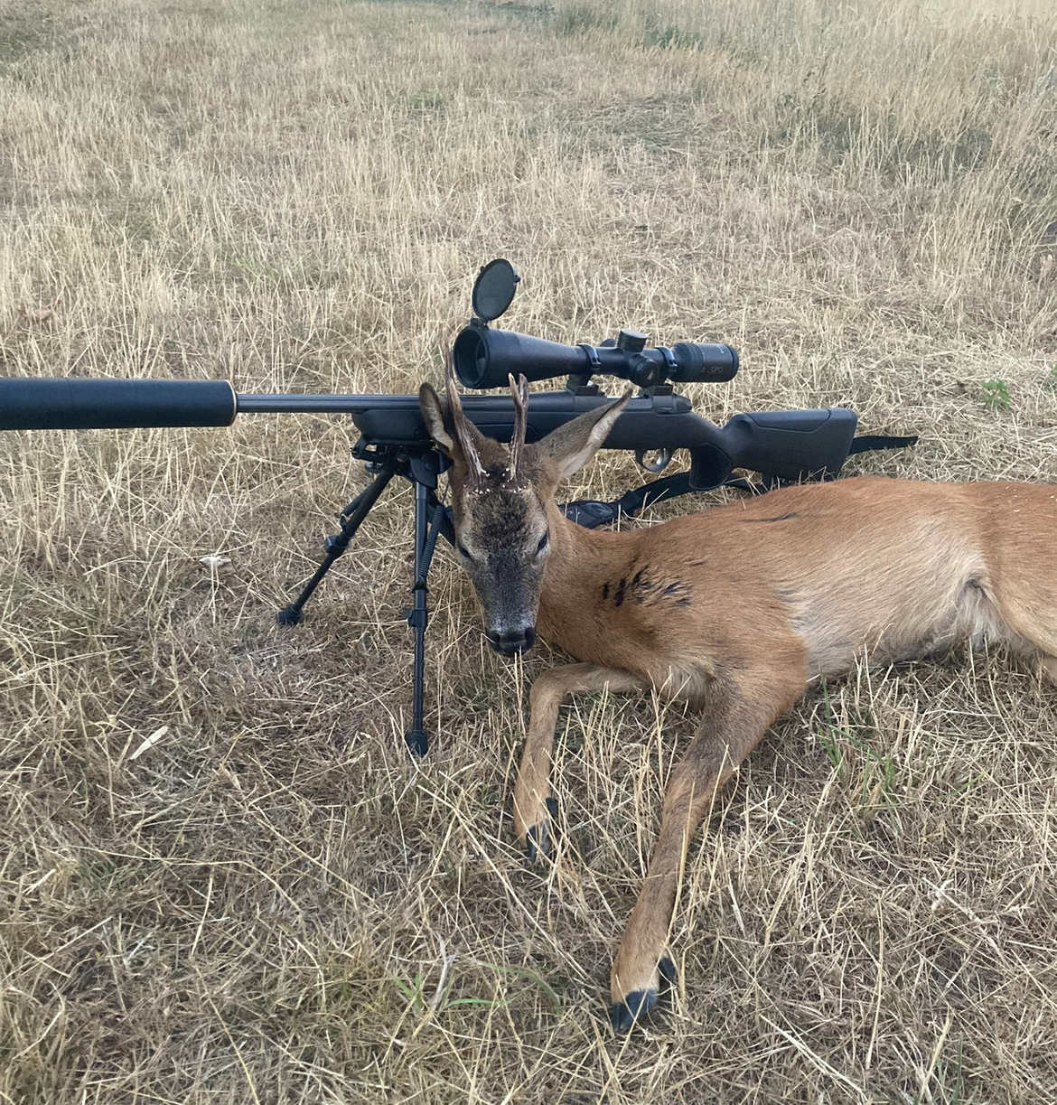 Scrofa hunting