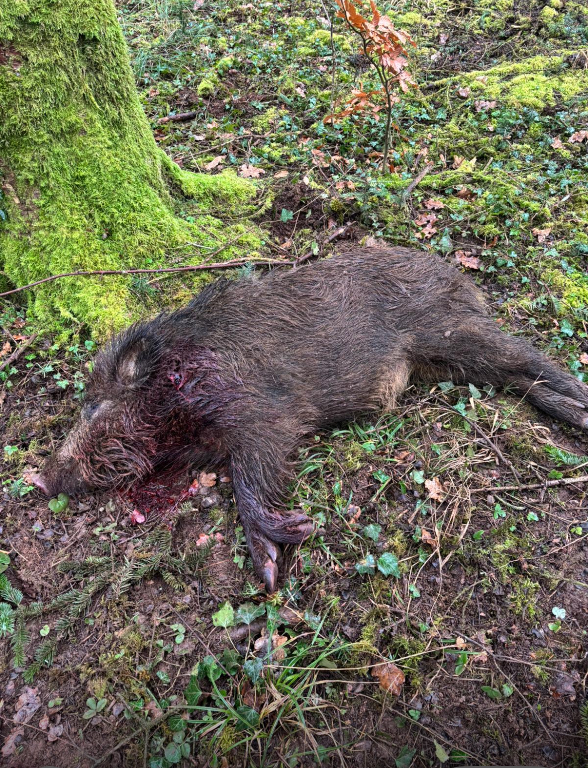 scrofa hunting