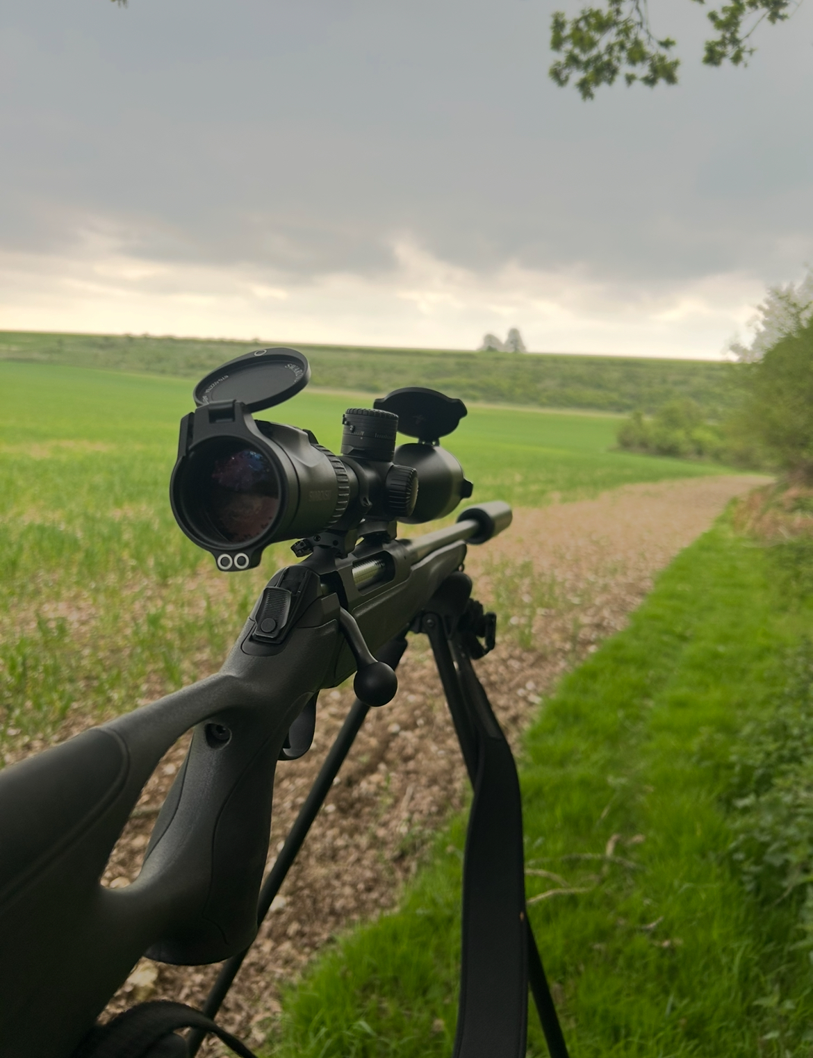 Scrofa hunting
