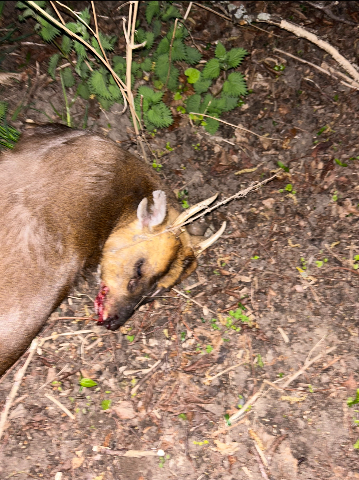 Scrofa hunting