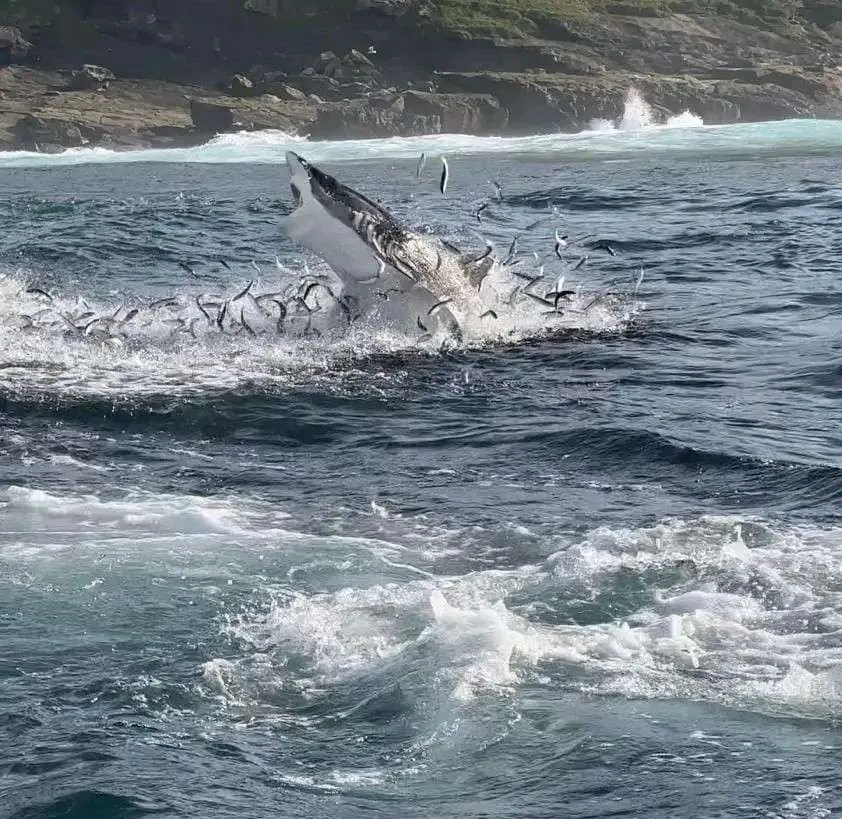 Shark Fishing In South Africa