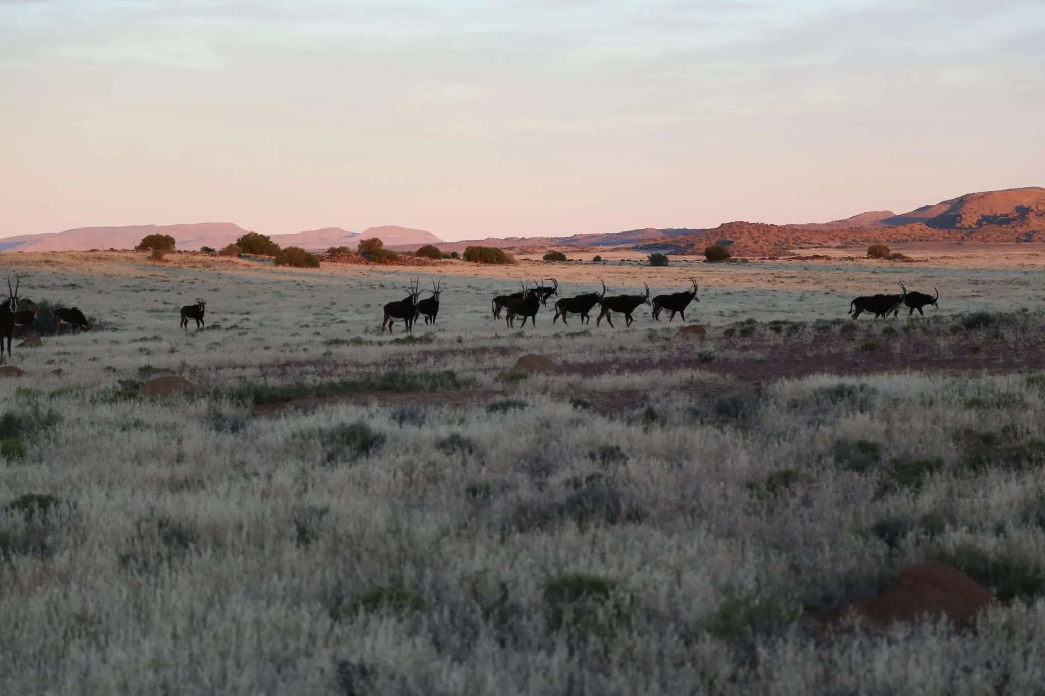 South Africa Plains game management & cull hunting