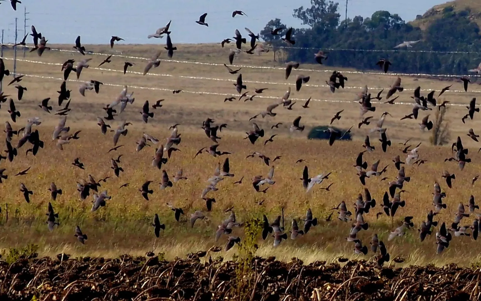 Driven Rock Pigeon In South Africa