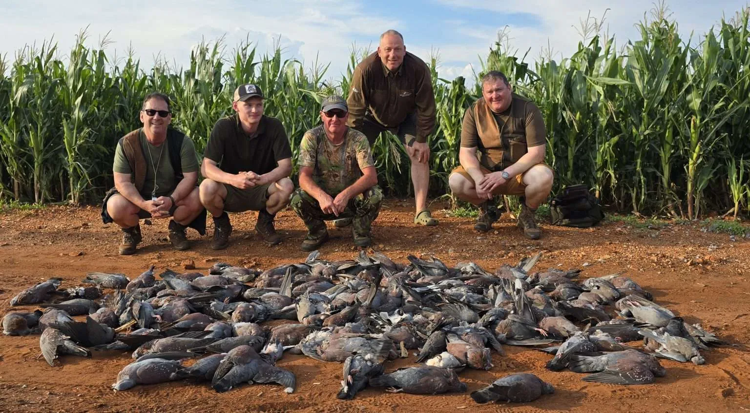 Driven Rock Pigeon In South Africa