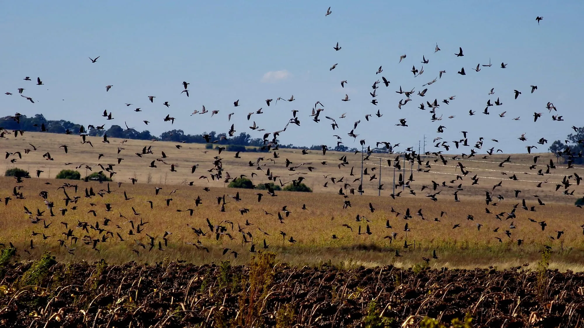 Pigeon Shooting in South Africa
