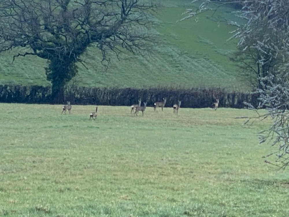 Deer Stalking & Wild Boar Syndicate in Forest Of Dean