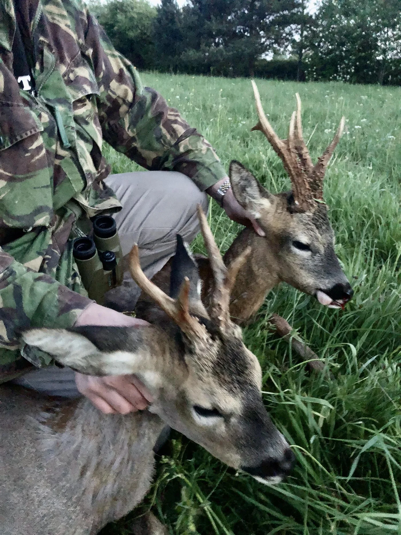 Deer Stalking & Wild Boar Syndicate in Forest Of Dean