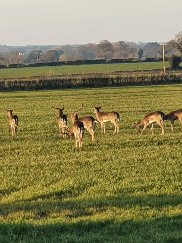 Deer Stalking & Wild Boar Syndicate in Forest Of Dean