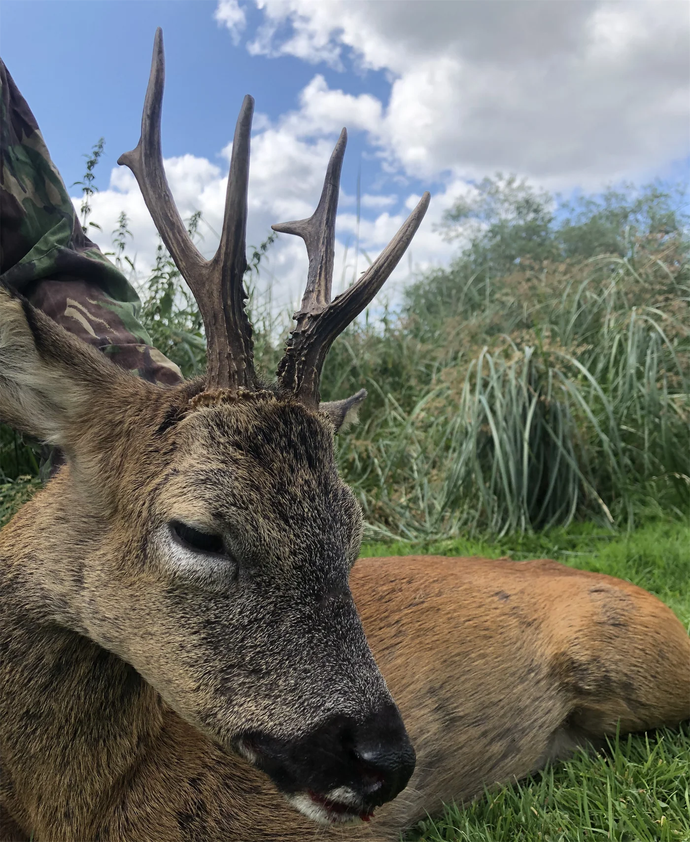 Deer Stalking & Wild Boar Syndicate in Forest Of Dean