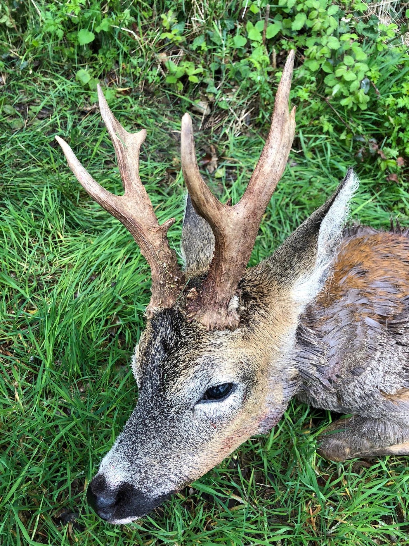 Deer Stalking & Wild Boar Syndicate in Forest Of Dean