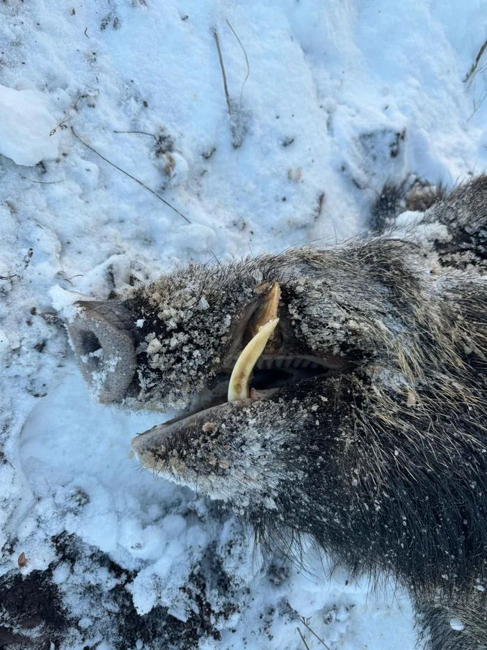 Driven Wild Boar Hunting in Turkey / Turkiye 2026