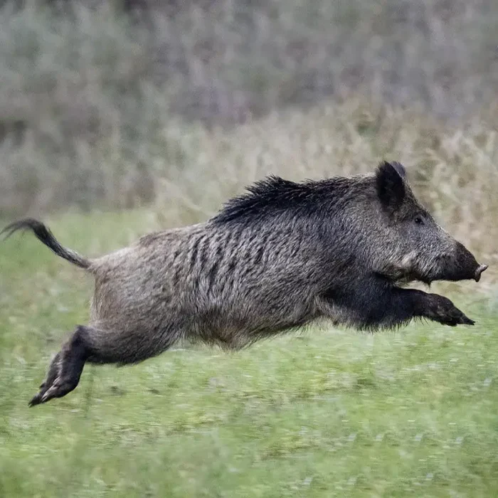 Driven Wild Boar France March 2026