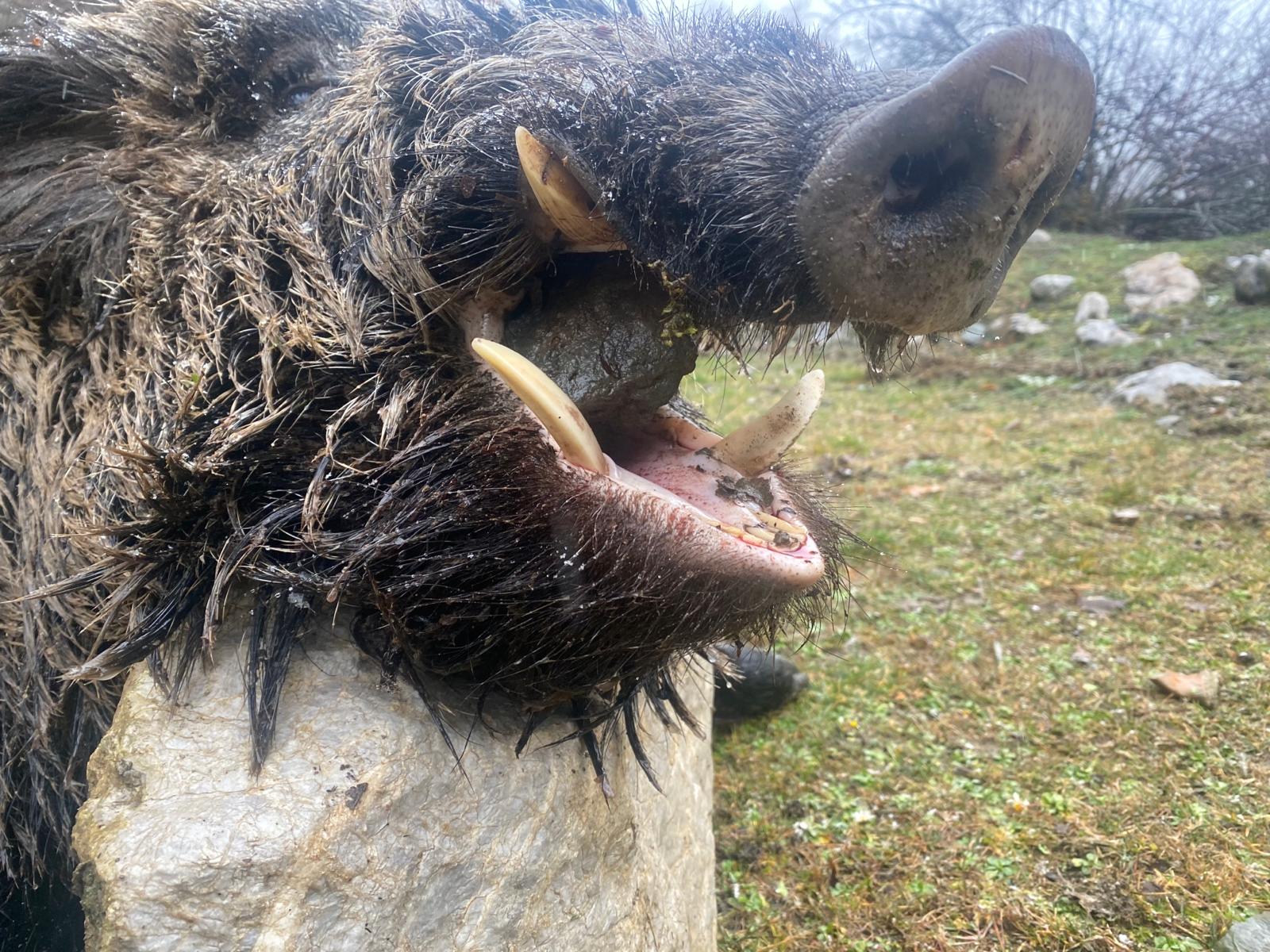 Driven Wild Boar Hunting in Turkey / Turkiye 2026