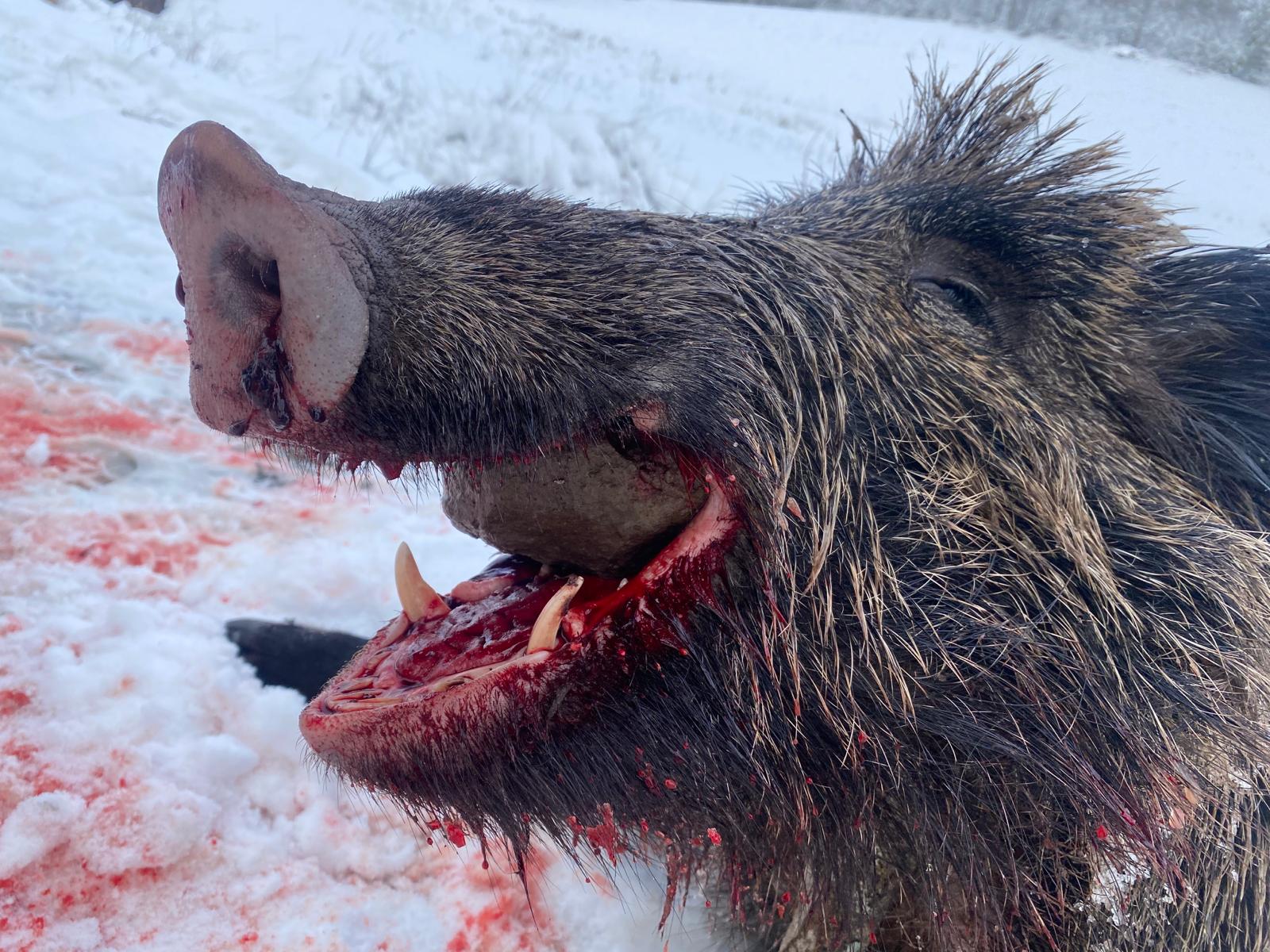 Driven Wild Boar Hunting in Turkey / Turkiye 2026