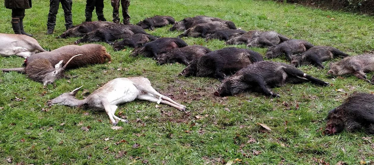 Driven Wild Boar France March 2026