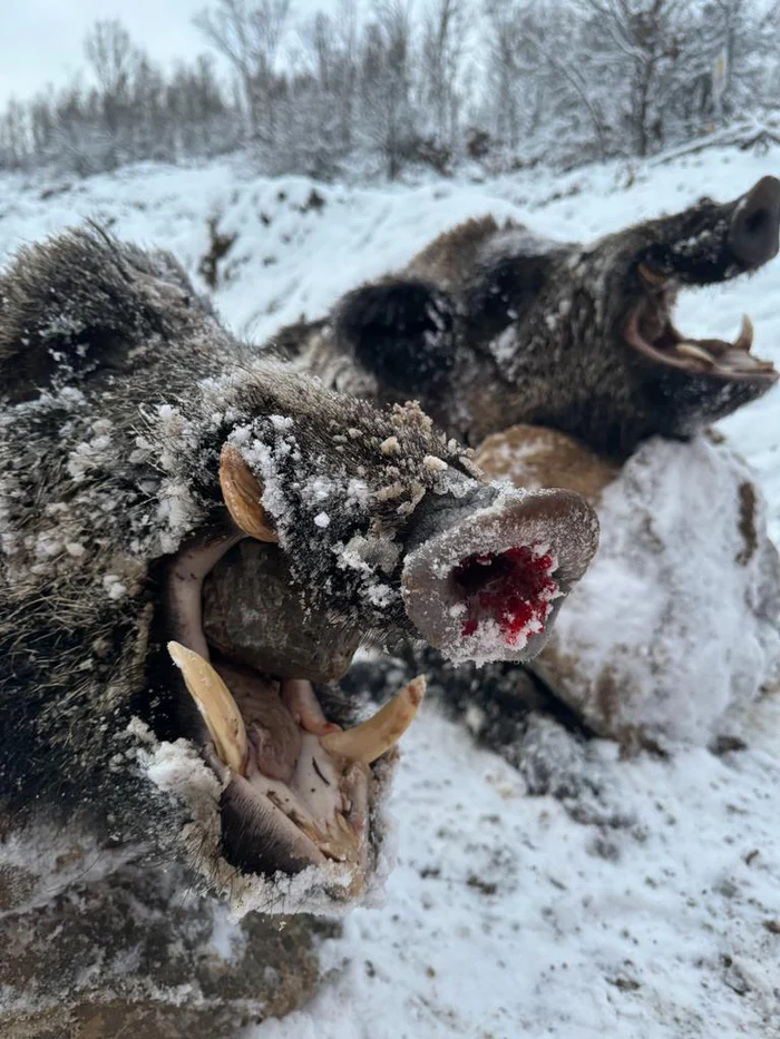 Driven Wild Boar Hunting in Turkey / Turkiye 2026