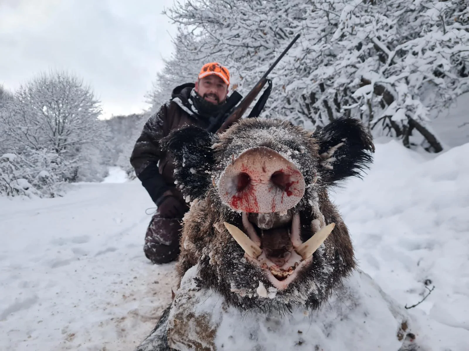 Driven Wild Boar Hunting in Turkey / Turkiye 2026