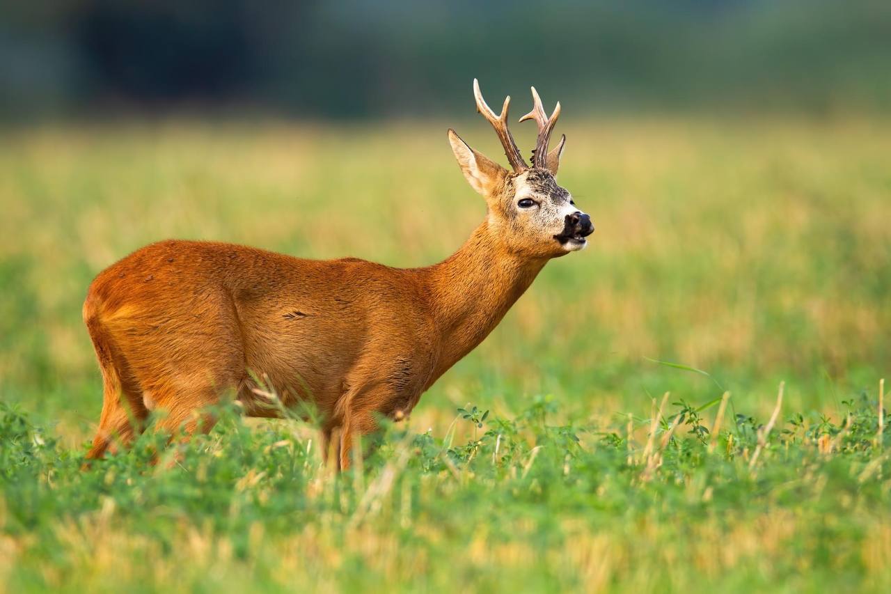 Roe Deer Trophy Hunt – A Classic European Challenge